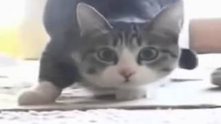 Кот Танцует Вего Вего.