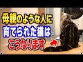 【愛情いっぱいの証拠】母親のような飼い主さんに育てられた猫の特徴 "7選"