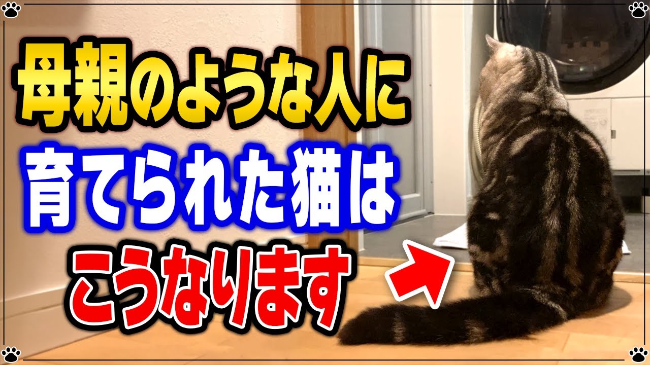 【愛情いっぱいの証拠】母親のような飼い主さんに育てられた猫の特徴 "7選"