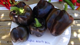 ⟹ Purple Beauty Bell Pepper | Capsicum annuum