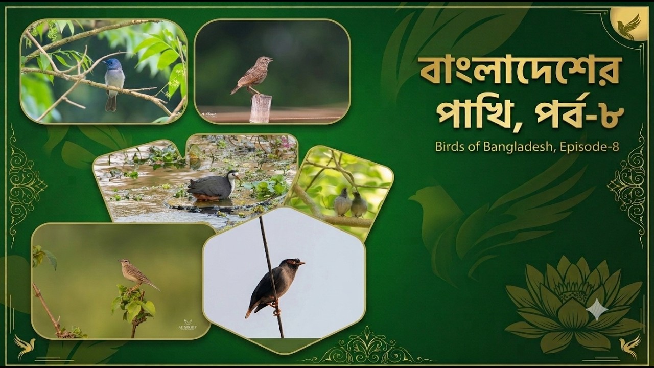 Birds of Bangladesh Ep 8 (বাংলাদেশের বিরল সব পাখির গল্প)