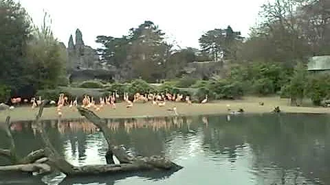 rosa Flamingos