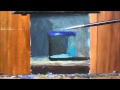 Blue Glass Oil Painting Demonstration