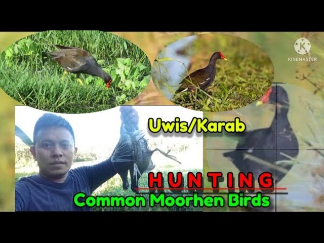 Panandali-ang pag ha Hunting/ Layaw na Uwis, timbog kay toLit's, class=