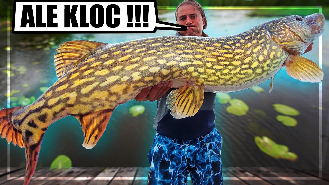 Wielkie szczupaki i sandacze za dnia i nocą - Ciężkie Łowienie na Mazurach