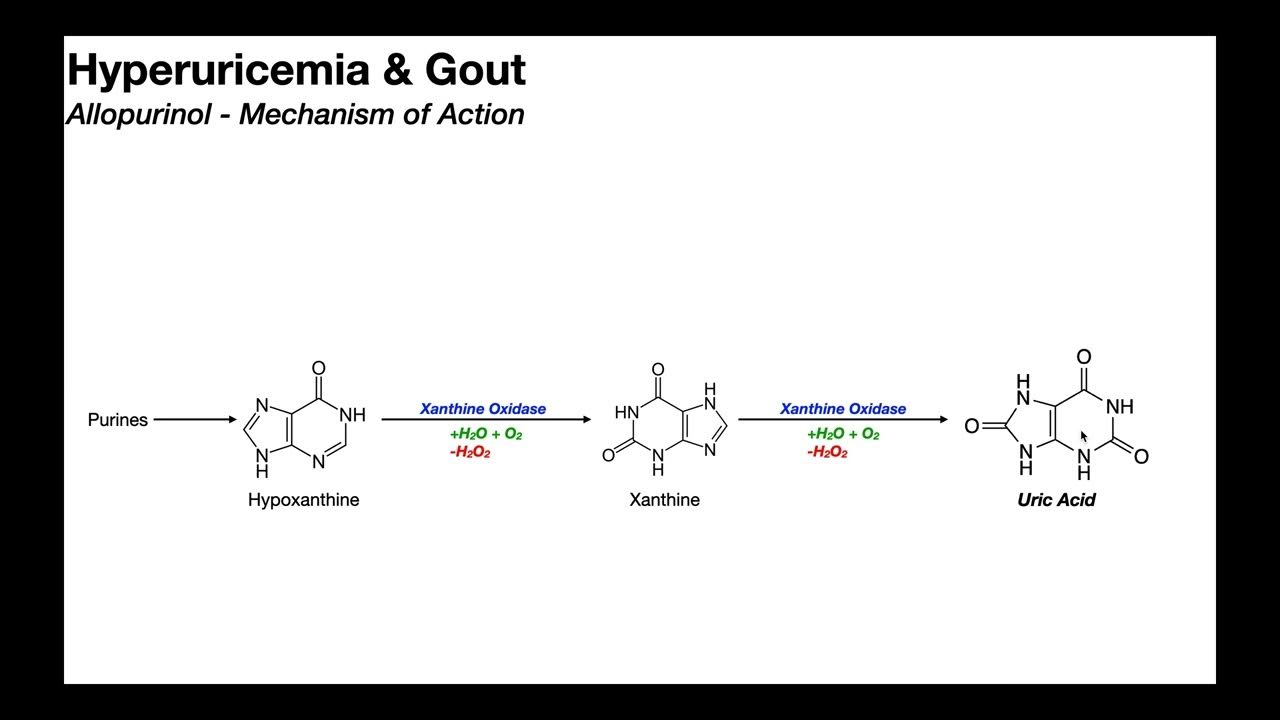 Allopurinol Mechanism of Action for Gout YouTube