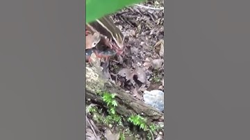 con thằn lằn ăn con rết #shorts