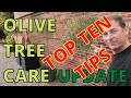 Olive Tree Care. 10 VERY HELPFUL TIPS.