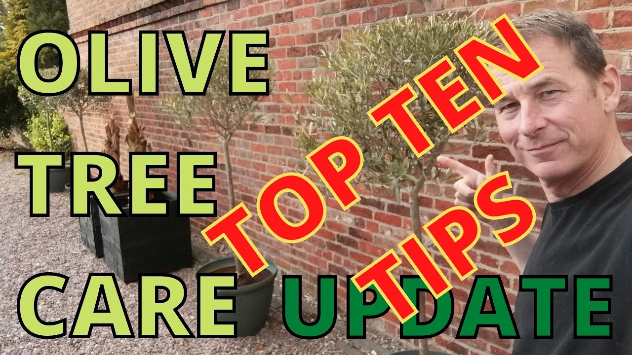 Olive Tree Care. 10 Very Helpful Tips.