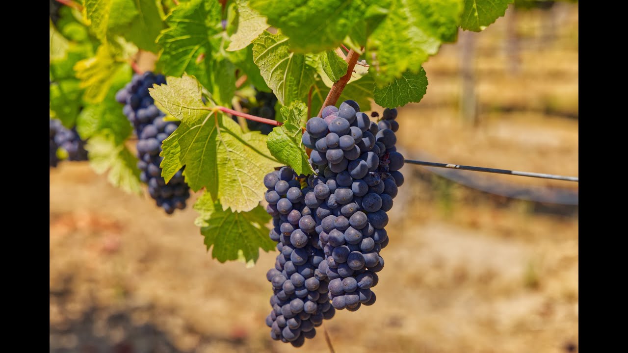 A walk through Cresta Ridge Vineyards in the Green Valley AVA Just Before Harvest