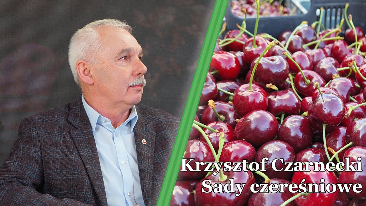 Czereśnie jako alternatywa dla jabłoni – Krzysztof Czarnecki