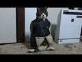 【大爆笑】え～うそ～！猫に服を着せたら、まさかの事に・・