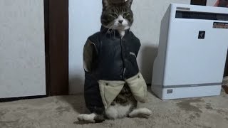 【大爆笑】え～うそ～！猫に服を着せたら、まさかの事に・・