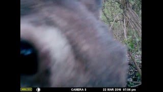 Deer sniffs trail camera in Kansas