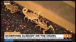 Download Lagu Here's why Arizona may see more scorpions homes this winter MP3 Download Lagu Here's why Arizona may see more scorpions homes this winter MP3