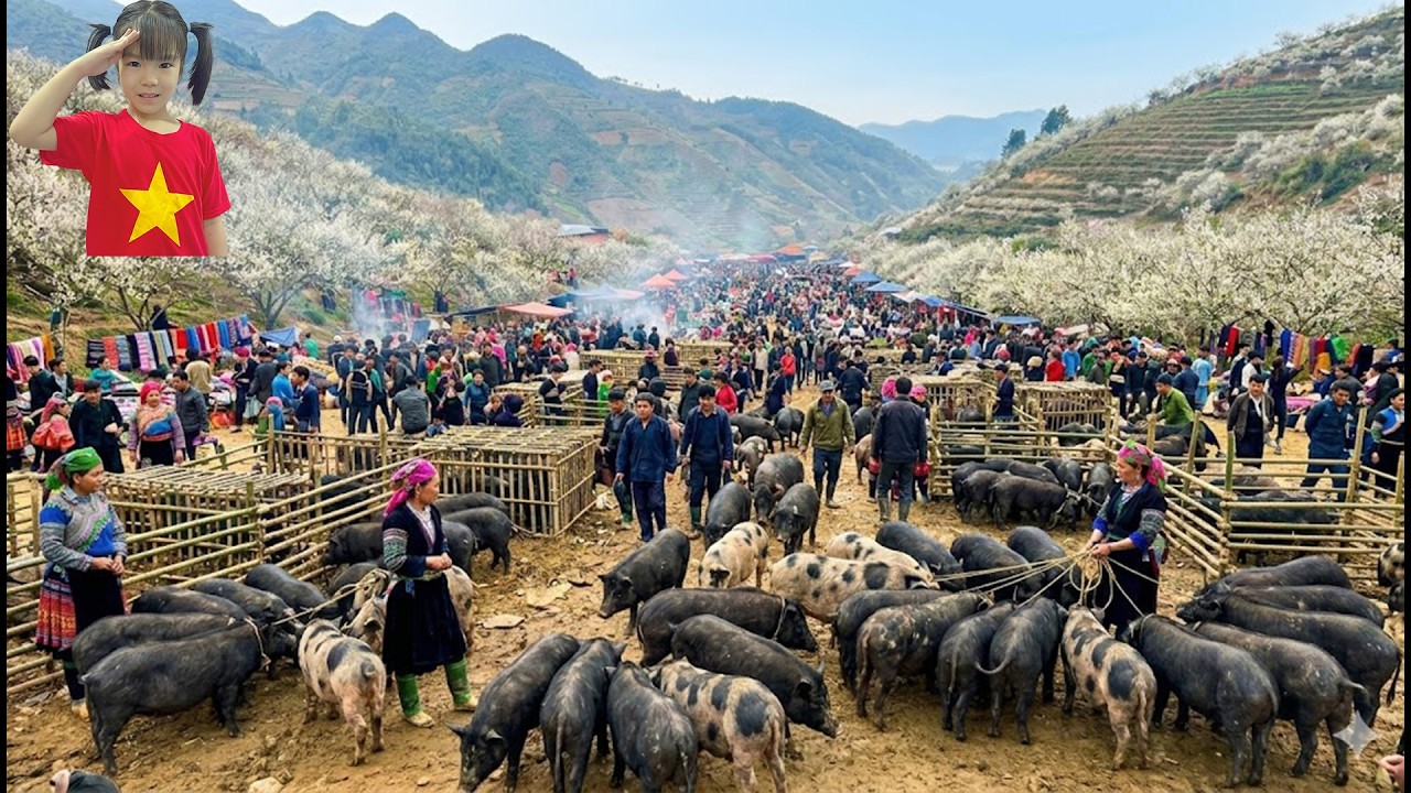 The Most Unique Highland Market Selling Vietnam’s Largest Native Pigs – A Rustic Border Market