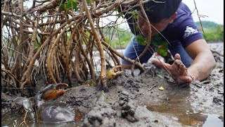 Amazing Hunting Big Mud Crab | Mud Crab Hunter After Sea Water Go Down