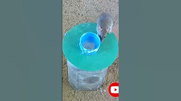 Easy Small Plastic Box Mouse Trap - DIY Homemade Part 01