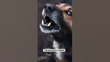 Aggressive Dog When Eating #shorts