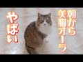 朝から可愛すぎる猫のおしゃべりがこちらです【保護猫/犬】