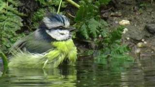 ... in a little water hole our garden. the painting of bird can be
viewed at/ te zien op
http://www.nicobulder.com/wildlife-paintings/du...