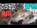 タイラバで鯛連発！青物も釣れた！！＃２