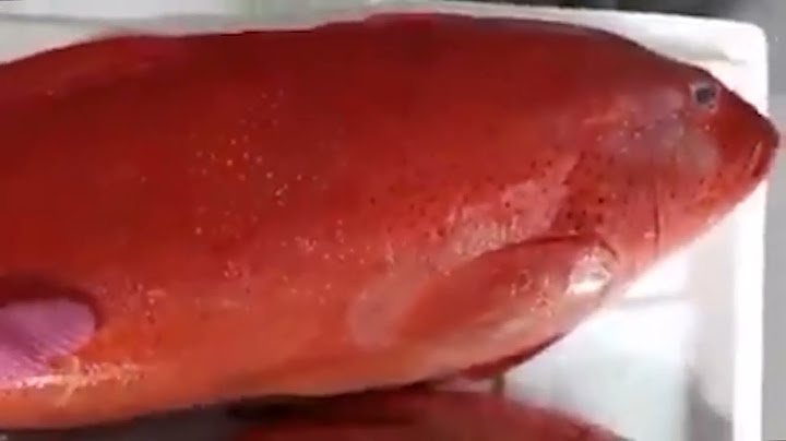 Cá mú đỏ bao nhiêu tiền 1kg năm 2024