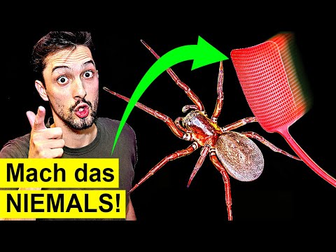 Video: 3 Möglichkeiten, Spinnen zu töten, wenn Sie Arachnophobie haben