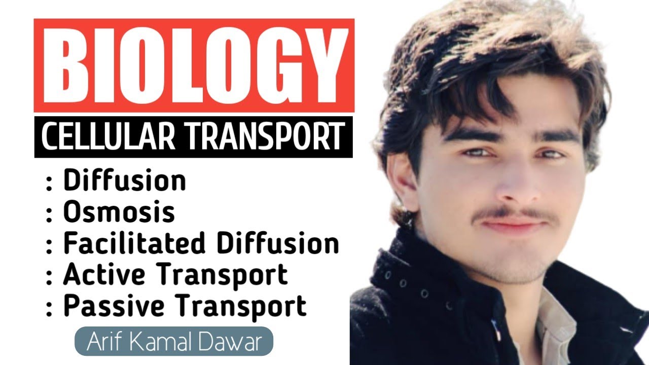 Cellular Transport | Diffusion & Osmosis | Active & Passive Transport | Facilitated Diffusion