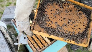 Время расширять пчелосемьи? Работы на пасеке в начале мая