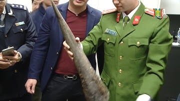 Truy tìm chủ nhân lô sừng tê giác bị phát hiện tại sân bay Nội Bài | Tin nóng | Tin tức 141