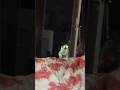 Cats playing fetch like dogs #cat #dog #pets