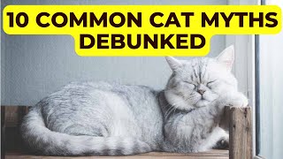 10 Common Cat Myths Debunked. Surprising Truths by Pet in the Net 383 views 2 months ago 6 minutes, 4 seconds