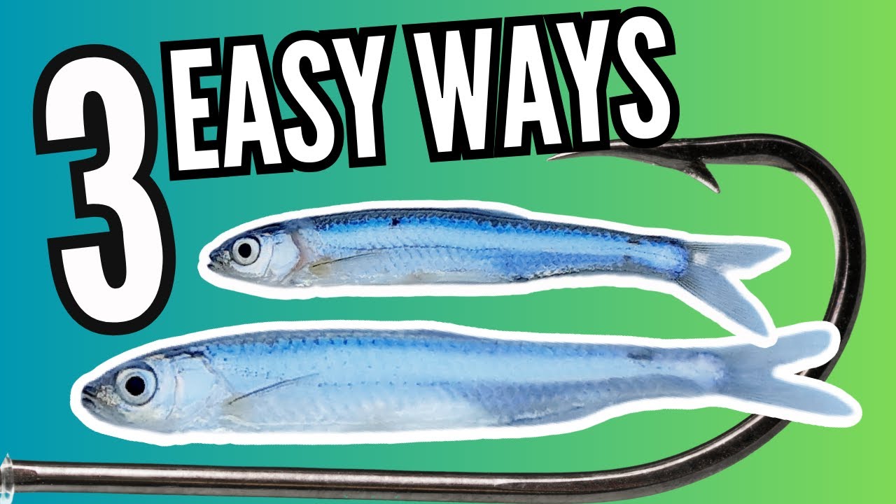 How To Hook A Minnow Like A Pro, Blog