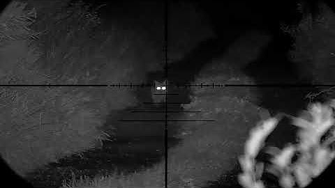 Duck Stealing Fox Browning T Bolt .17HMR with Pard NV007