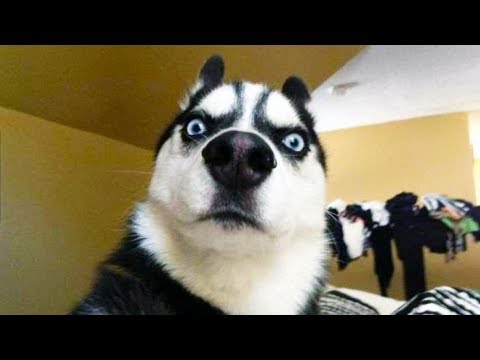 Vidéo: Des photos hilarantes du moment Un chien essaie d'attraper un festin vous fera rire