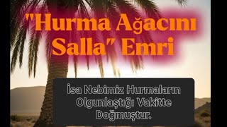 Hurma Ağacını Salla Emri Aralık Ikerim