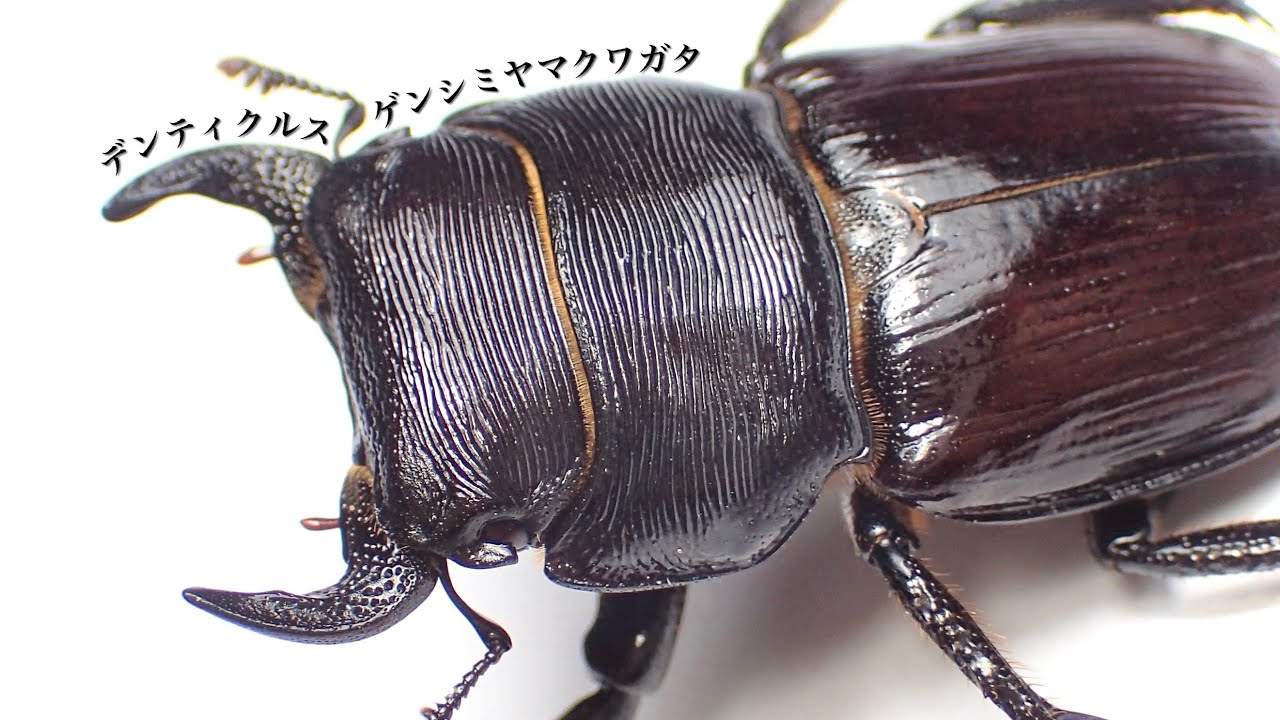 Results of identifying the egg-laying set of Genshiyama stag