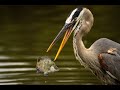 The great blue heron facts mini documentary