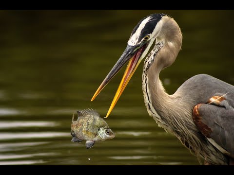 The Great Blue Heron Facts Mini Documentary