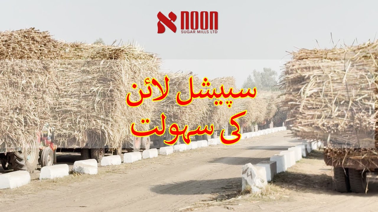 سپیشل لائن کی سہولت : گنے کی صفائی کیوں ضروری ہے؟ صاف گنا، بہتر وزن، تیز ان لوڈنگ