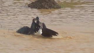 fighting of comb duck