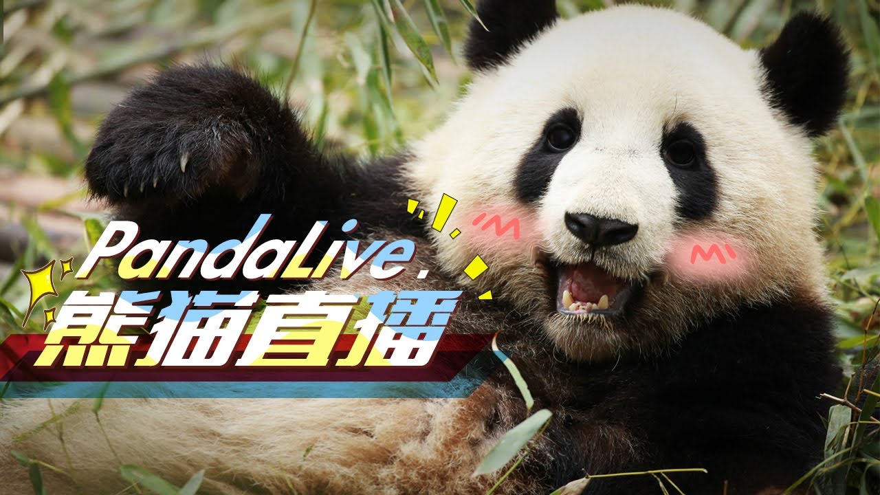 Panda Live Panda Live