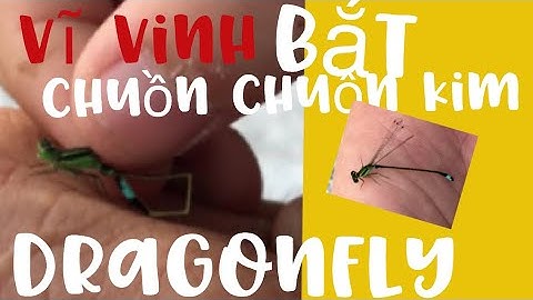 Vĩ Vinh bắt được chuồn chuồn kim nha các bạn |Vivinh channel