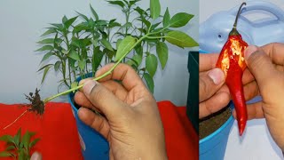 طريقة زراعة الفلفل الاحمر الشطة الحار