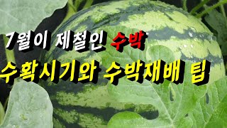 7월이 제철인 노지수박🍉🍉수박 수확시기 알아보는 방법과 수박 기르는 꿀팁