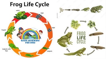 The Dodo || This Is How a Tadpole Transforms Into A Frog |