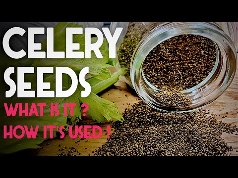 Celery Seeds : Health Benefits, Medicinal Uses ,Side Effects