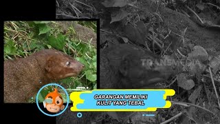 Fakta-Fakta Unik Garangan Ini Bikin Kamu Kaget! | SI OTAN (02/11/21)