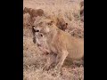 Just grabbing some takeout for the kids #wildlife #lions #wildlifeentertainment #safari #nature